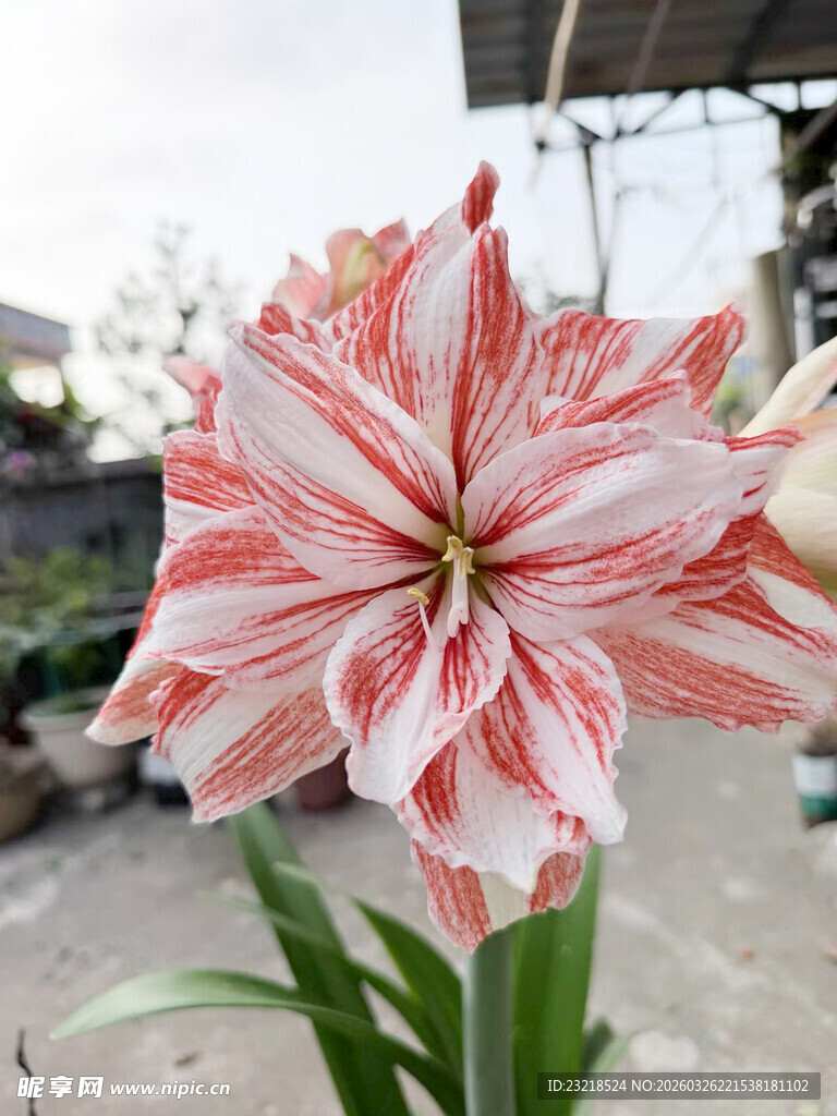 朱顶红花
