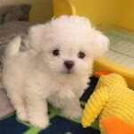 可爱小白狗的温馨瞬间