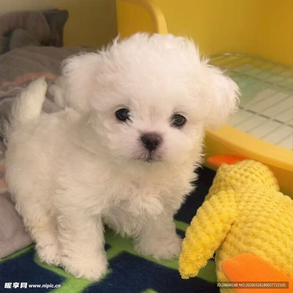 可爱小白狗的温馨瞬间