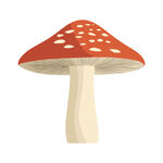 蘑菇插画