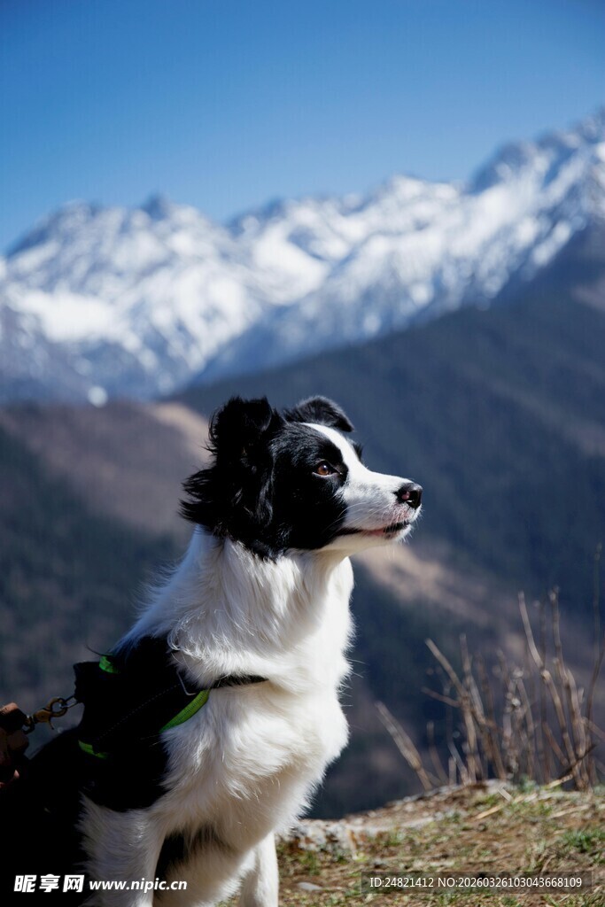 边牧于雪山前眺望