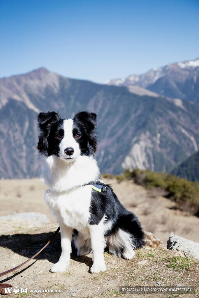 高山边的黑白边境牧羊犬