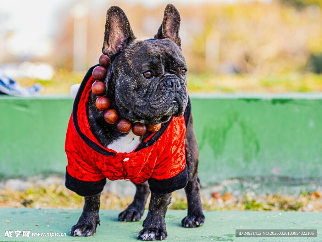 穿红衣的法国斗牛犬