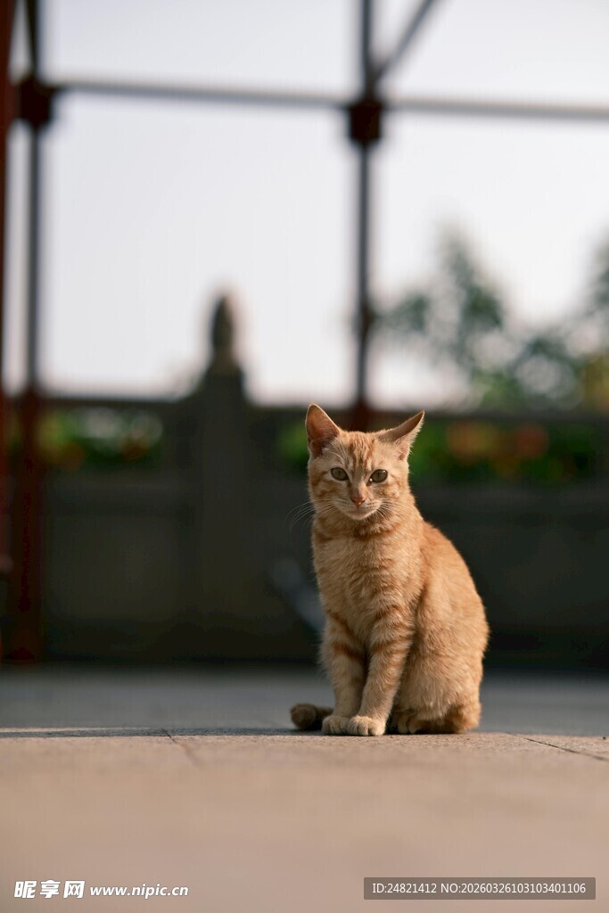 橘猫独坐