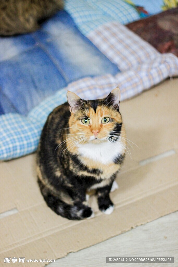 三色花猫安静蹲坐