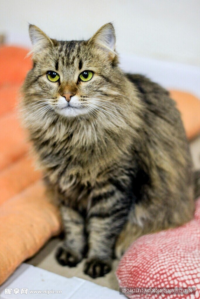 长毛猫咪惬意坐姿