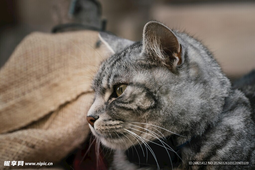 灰猫侧头凝视