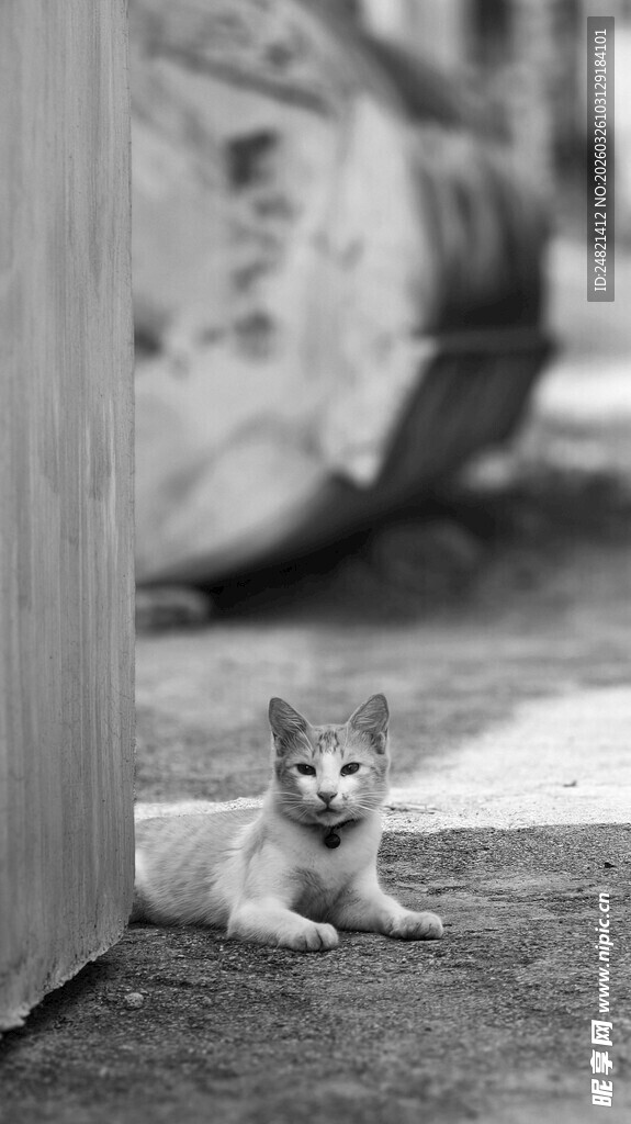 小狗躲在墙角处张望