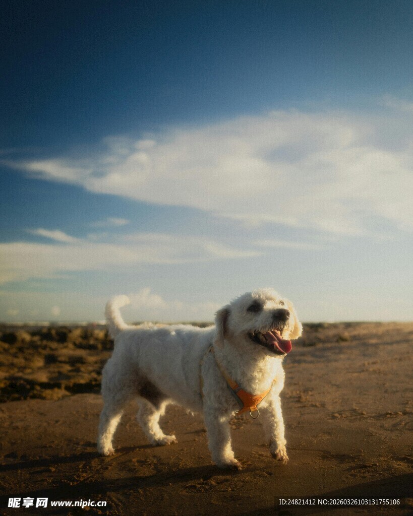 阳光下的欢乐小白狗
