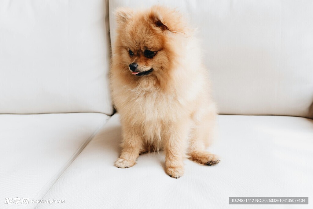 可爱博美犬端坐沙发