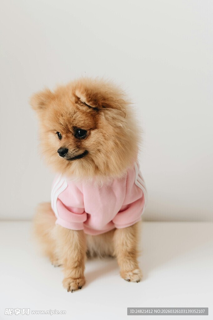 穿粉衣的可爱博美犬