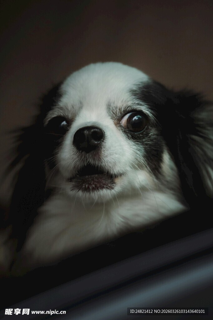 可爱小狗车内好奇张望