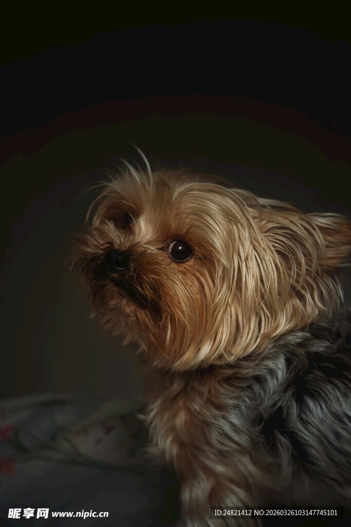 可爱约克夏犬的温馨瞬间