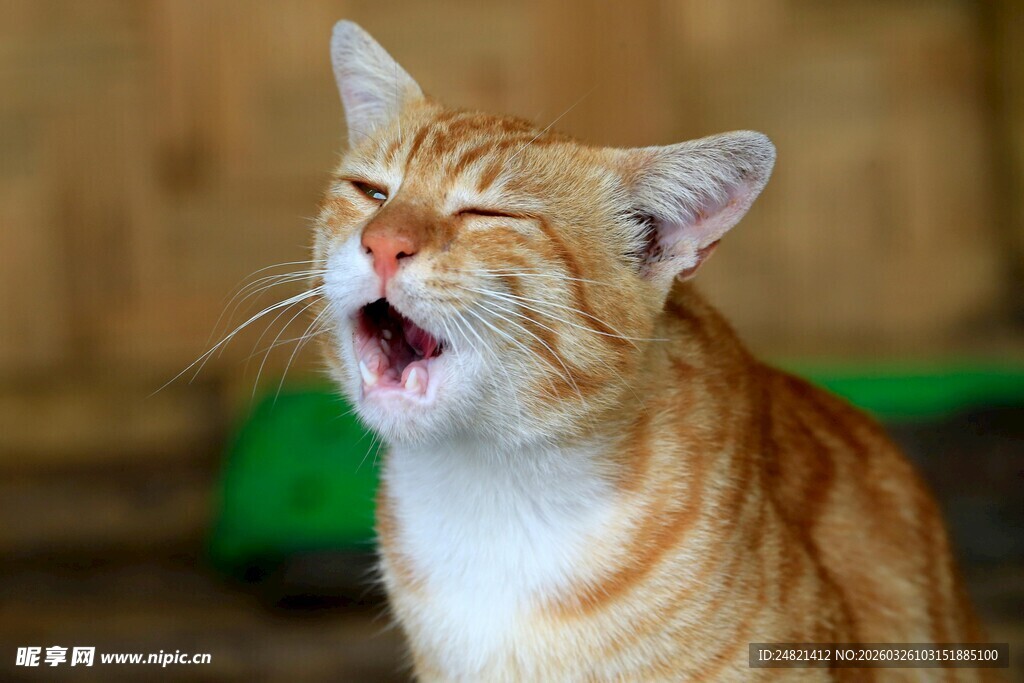 打哈欠的橘白猫咪