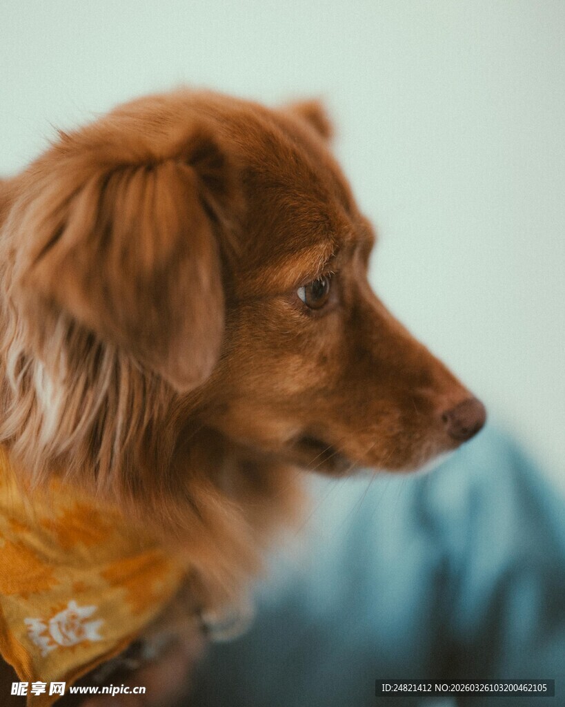 可爱长毛腊肠犬侧颜