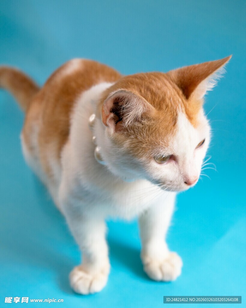 蓝背景下的橙白相间猫咪