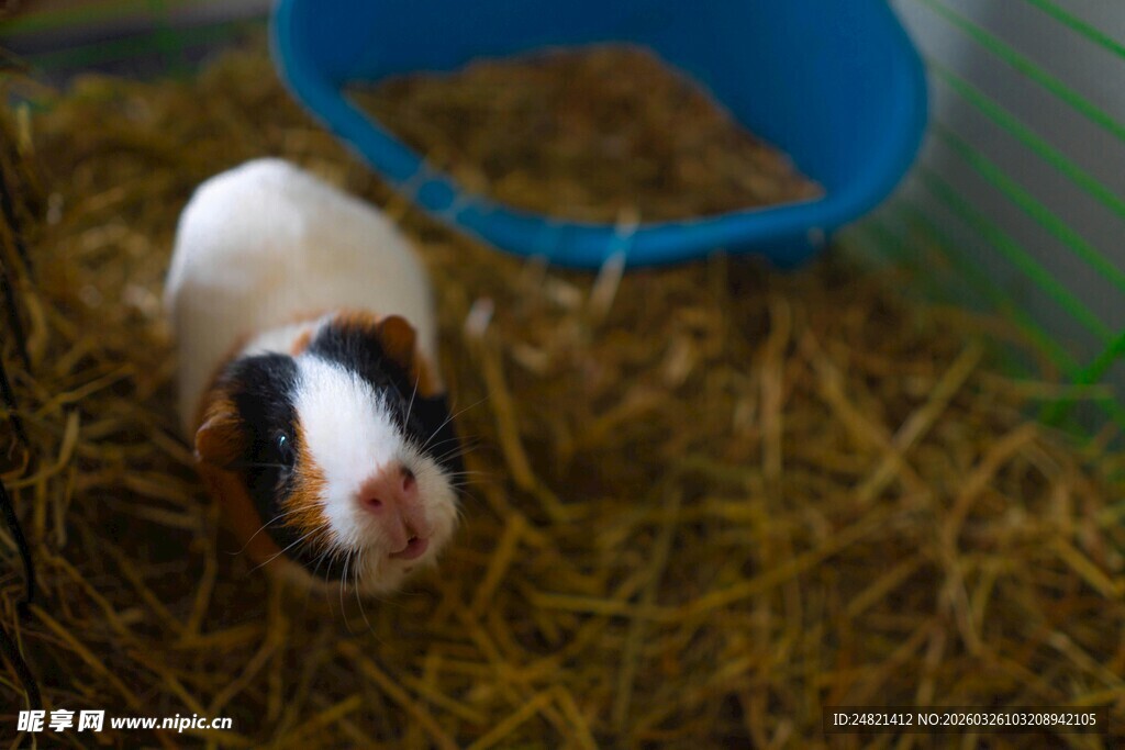 可爱豚鼠在干草中活动