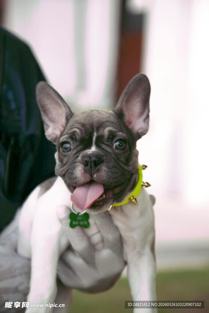 可爱法斗犬吐舌卖萌