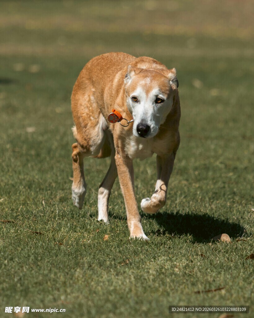 奔跑的活力狗狗