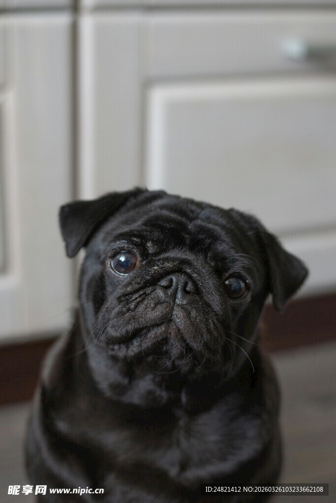 可爱黑巴哥犬呆萌模样