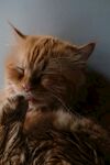 橘猫惬意舔毛瞬间