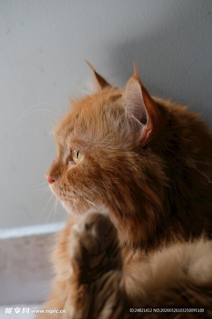 橘色长毛猫侧颜特写