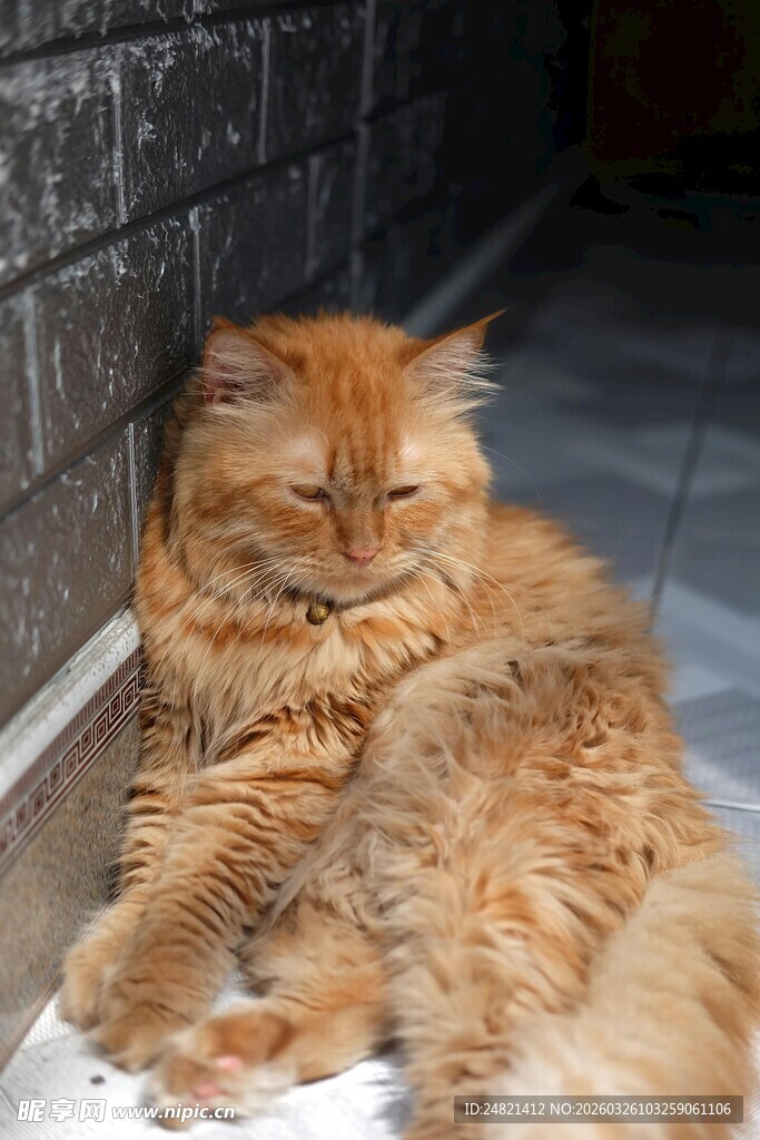 慵懒长毛猫惬意躺卧