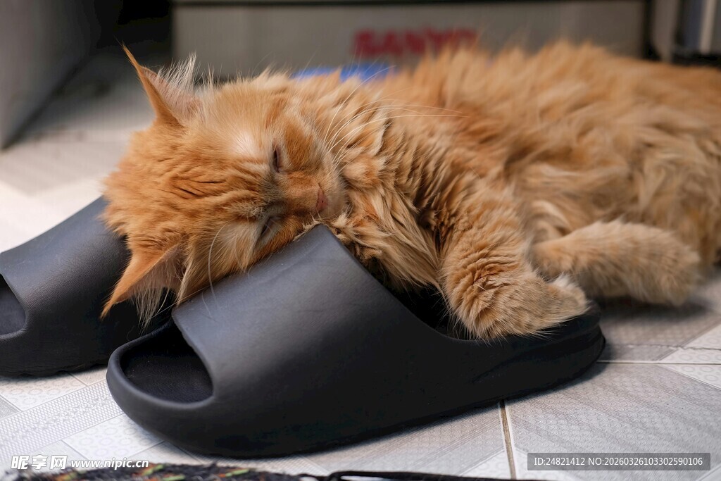 橘猫枕拖鞋惬意酣睡