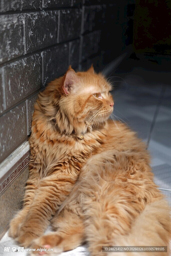 长毛橘猫惬意躺卧