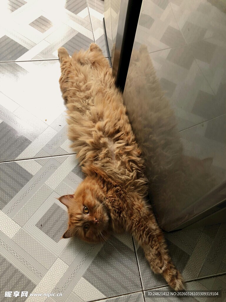 慵懒猫咪惬意趴地