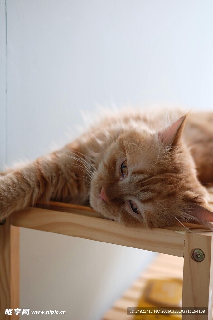 橘猫惬意趴桌酣睡