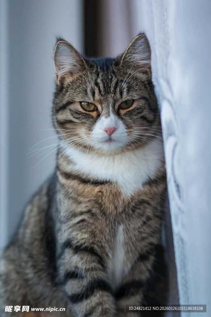 可爱条纹猫咪安静端坐