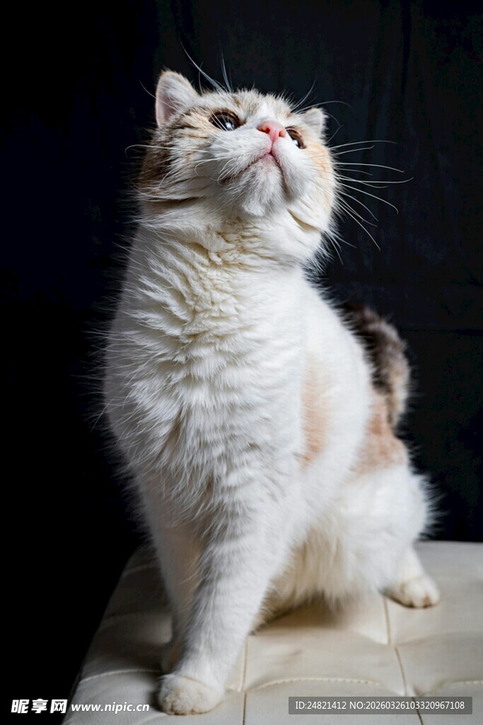 仰头的可爱长毛猫咪