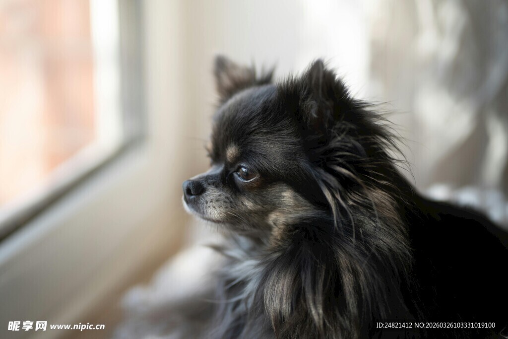 窗边的黑毛吉娃娃