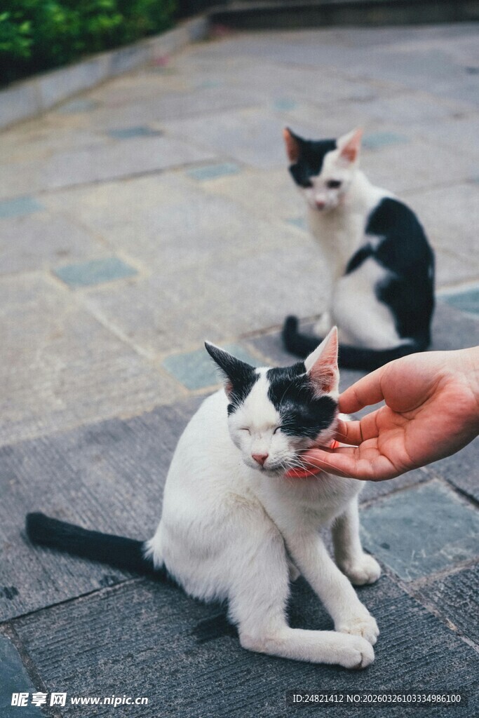 人与萌猫互动瞬间