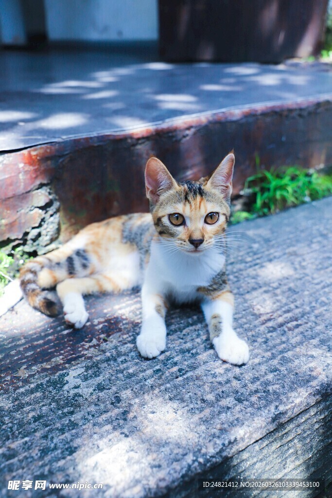 阳光下的可爱三色小猫