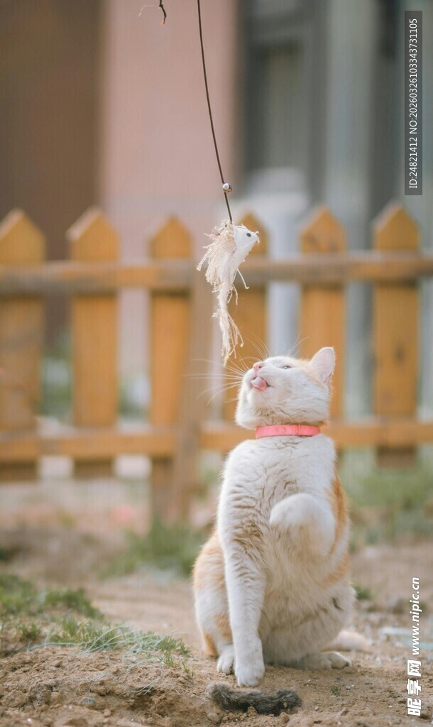 猫咪后腿站立玩逗猫棒