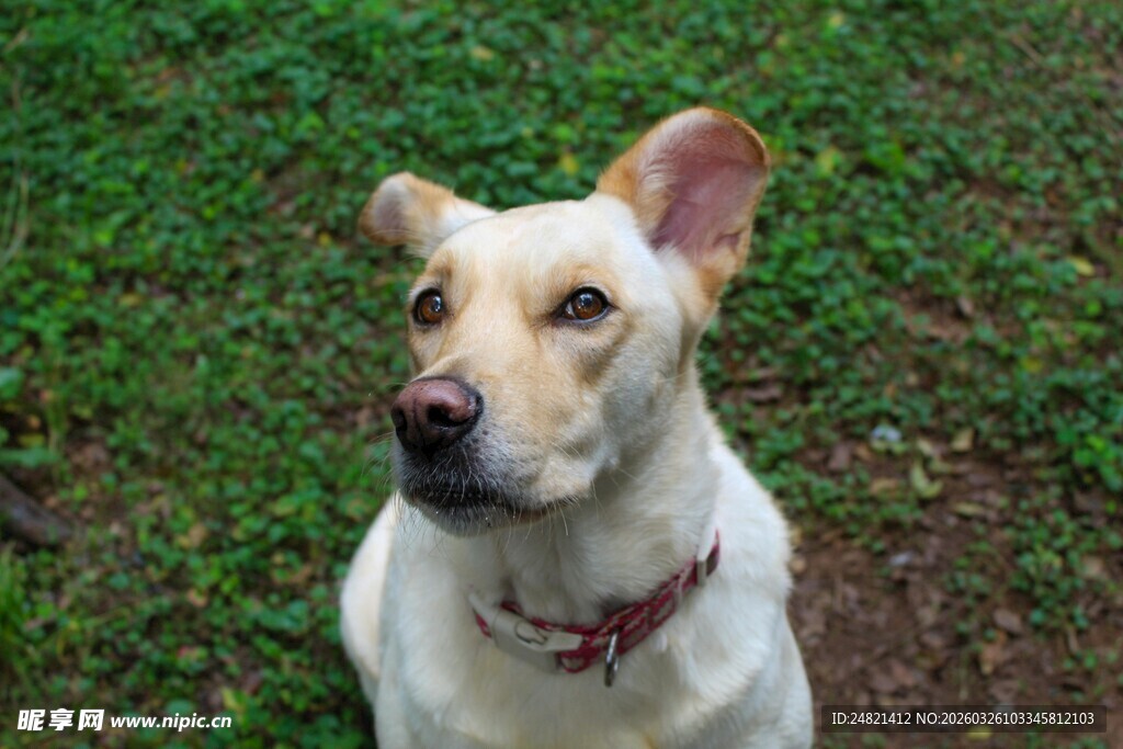 草地中的可爱白狗