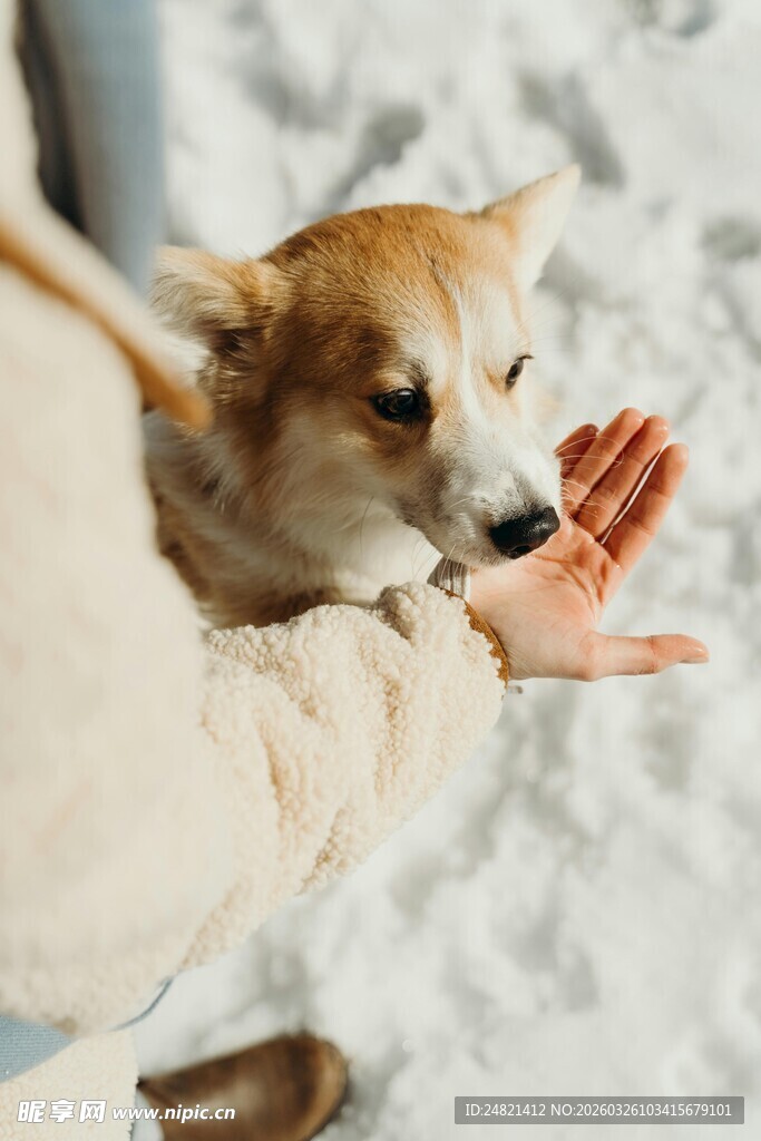 雪地中人与萌犬温馨互动