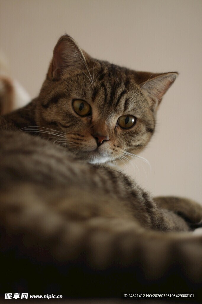 慵懒猫咪惬意躺卧