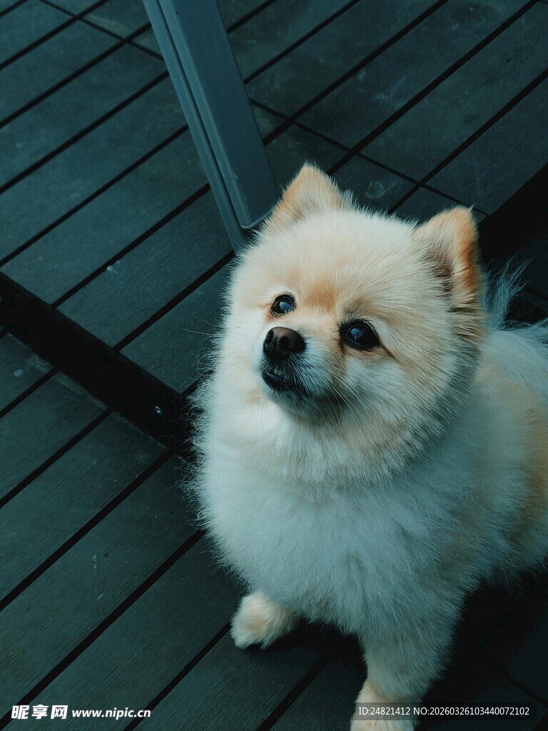 可爱博美犬抬头望镜头