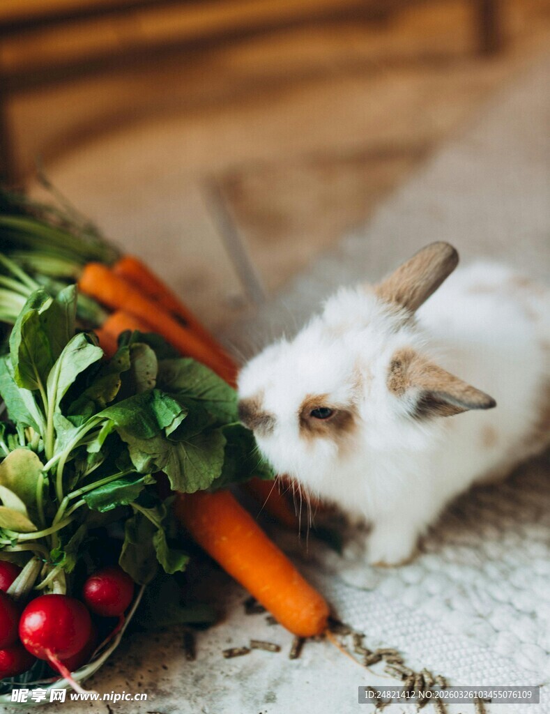 白兔伴鲜蔬