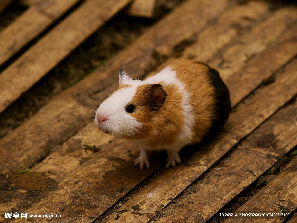 可爱豚鼠于木质地板上