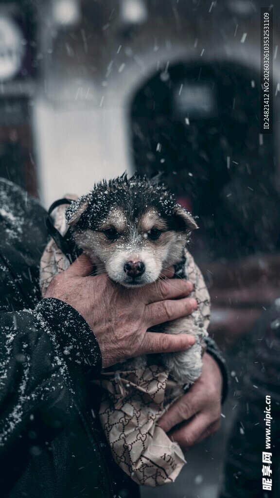 雪中被捧的可爱小狗