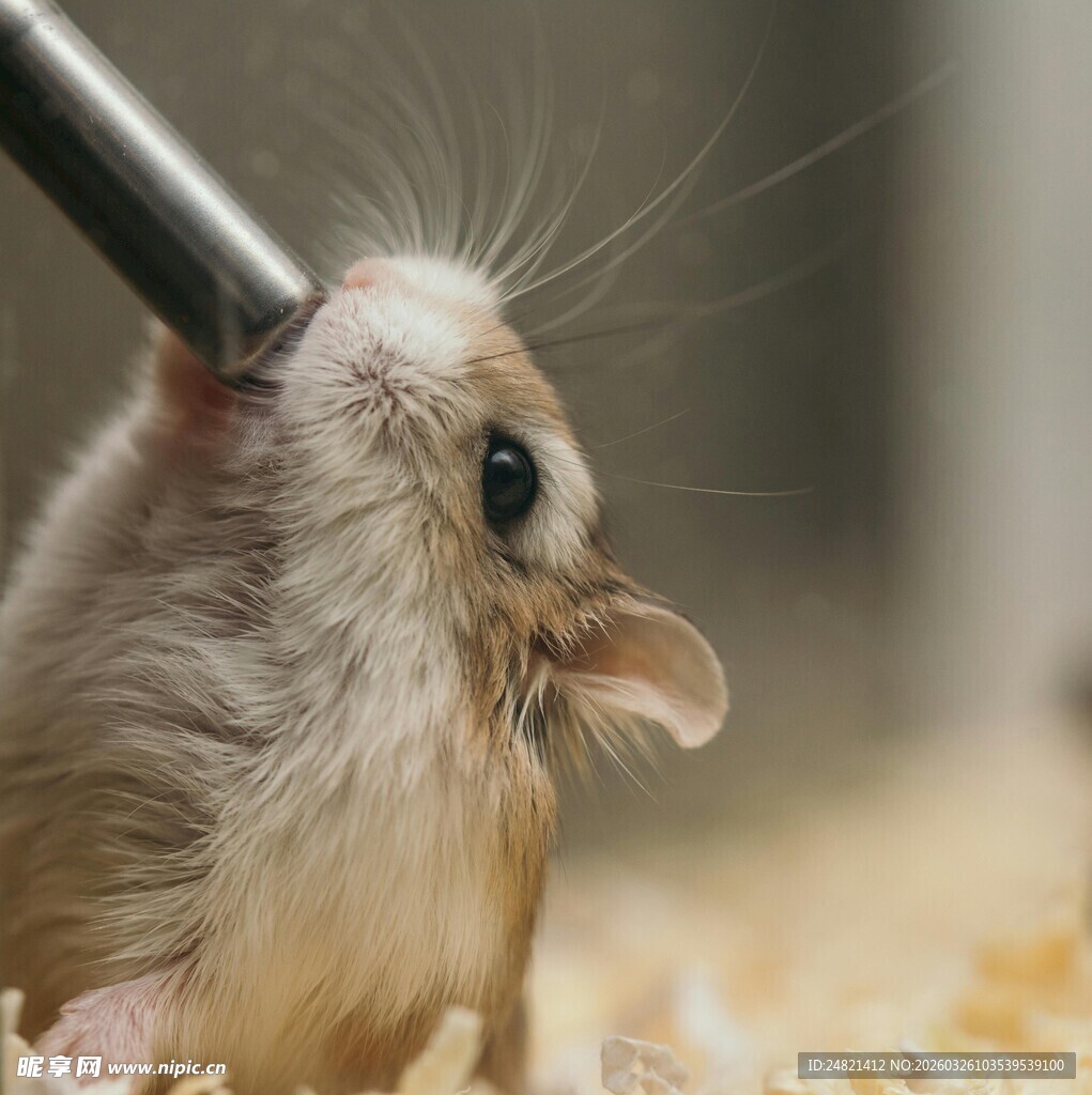 仓鼠正用嘴触碰金属物件