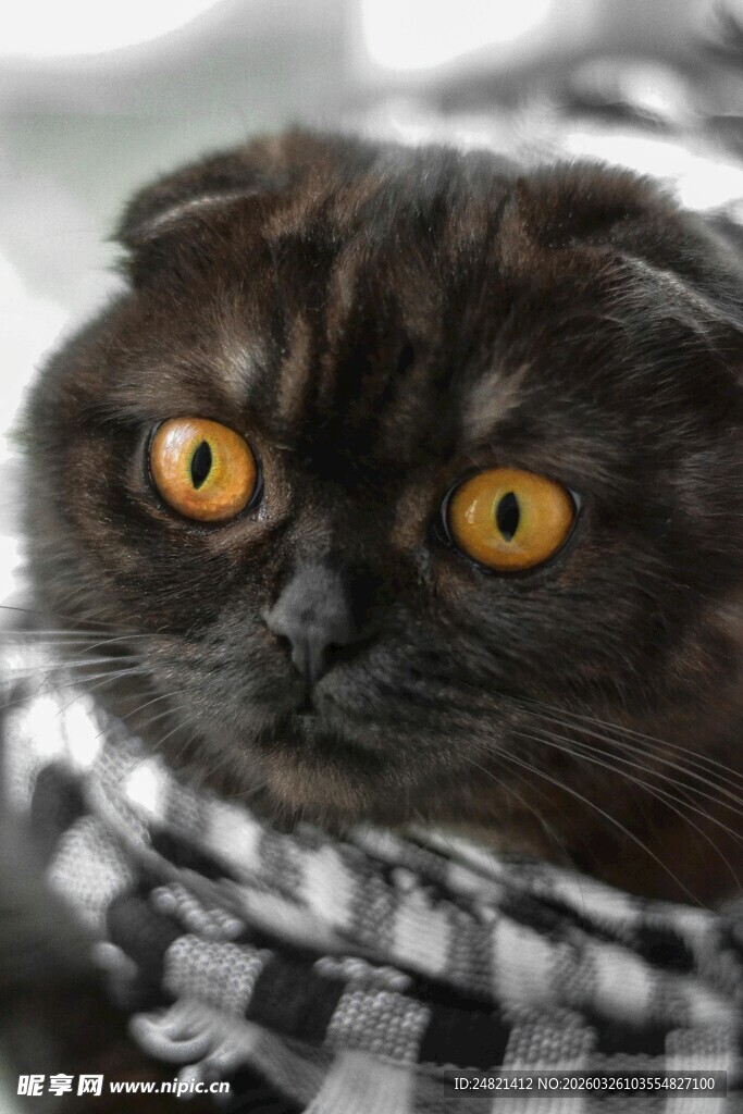 格子围巾下的可爱折耳猫