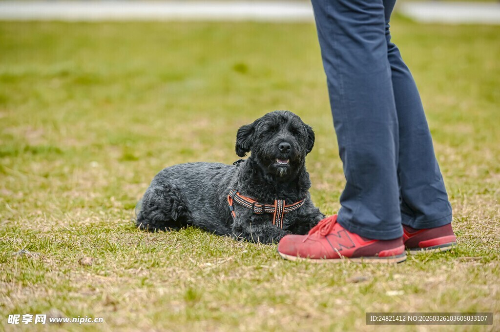 人与小狗在草地的温馨瞬间