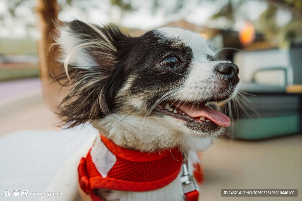 穿红衣的可爱吉娃娃