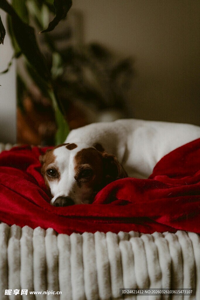 酣睡的小狗趴于红布上
