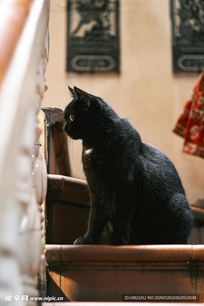黑猫坐于楼梯间